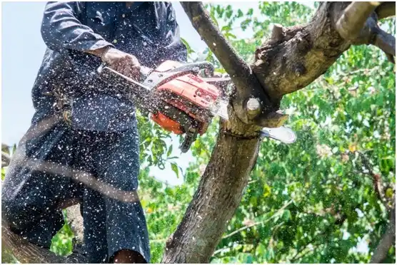 tree services Wittenberg